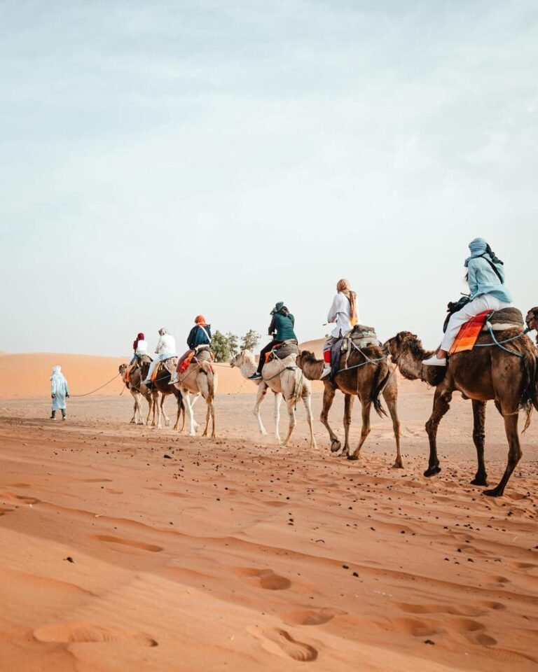 Sunset camel in Merzouga desert dunes Morocco